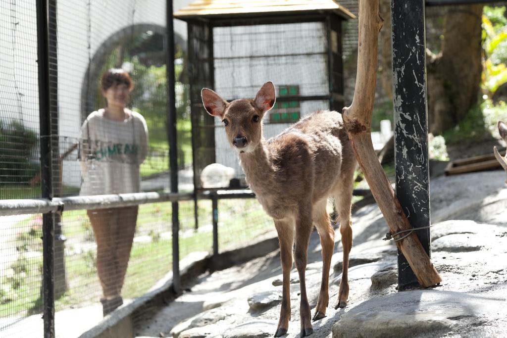 Hotel Royal Chihpin Wenquan Dış mekan fotoğraf A young deer at the zoo